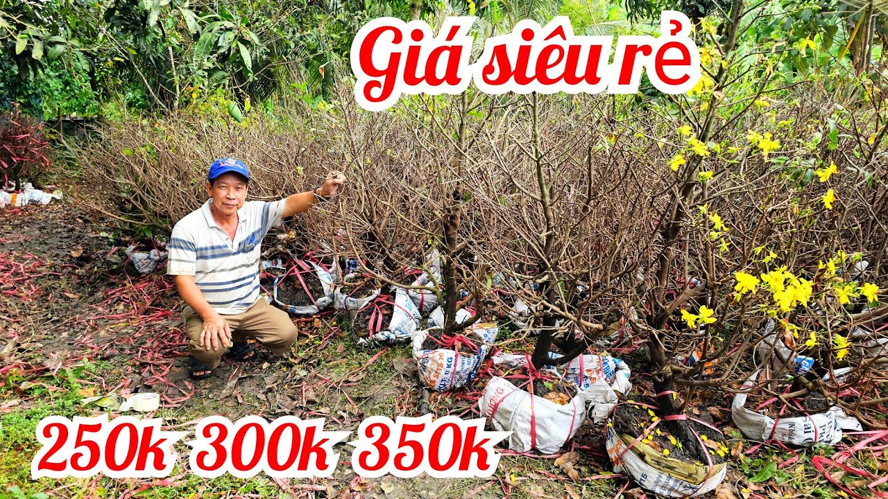 A Tha 📲 O9I625IIO8 giá chỉ 250k 300k mai giảo Thủ Đức 28/2 Bến Tre (#Maivàng Quê Dừa)