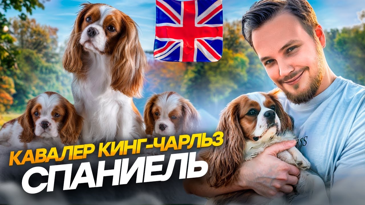 ВСЕ ПРО ПОРОДУ КАВАЛЕР КИНГ-ЧАЛЬЗ СПАНИЕЛЬ | ПЛЮСЫ И МИНУСЫ | ОСОБЕННОСТИ СОДЕРЖАНИЯ