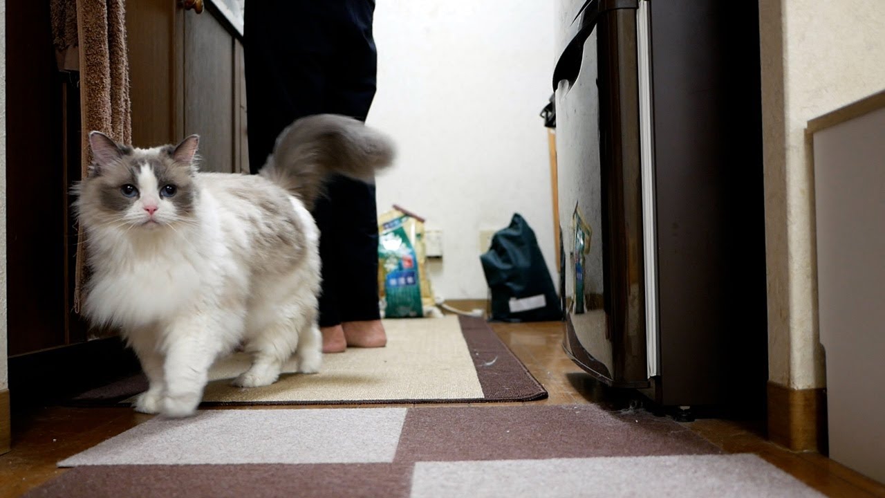 15時間ぶりに帰宅した飼い主と猫の感動的ではない普通の再会&hellip;