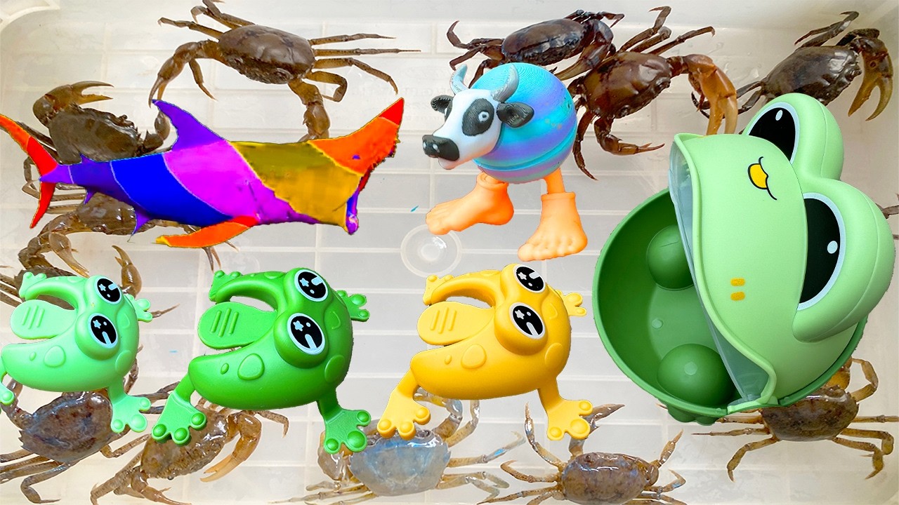 Kem Ốc Chanel ra đồng bắt cá mập màu sắc, cứu con ếch, ếch pacman, con dán, con cóc, con cá, con cua