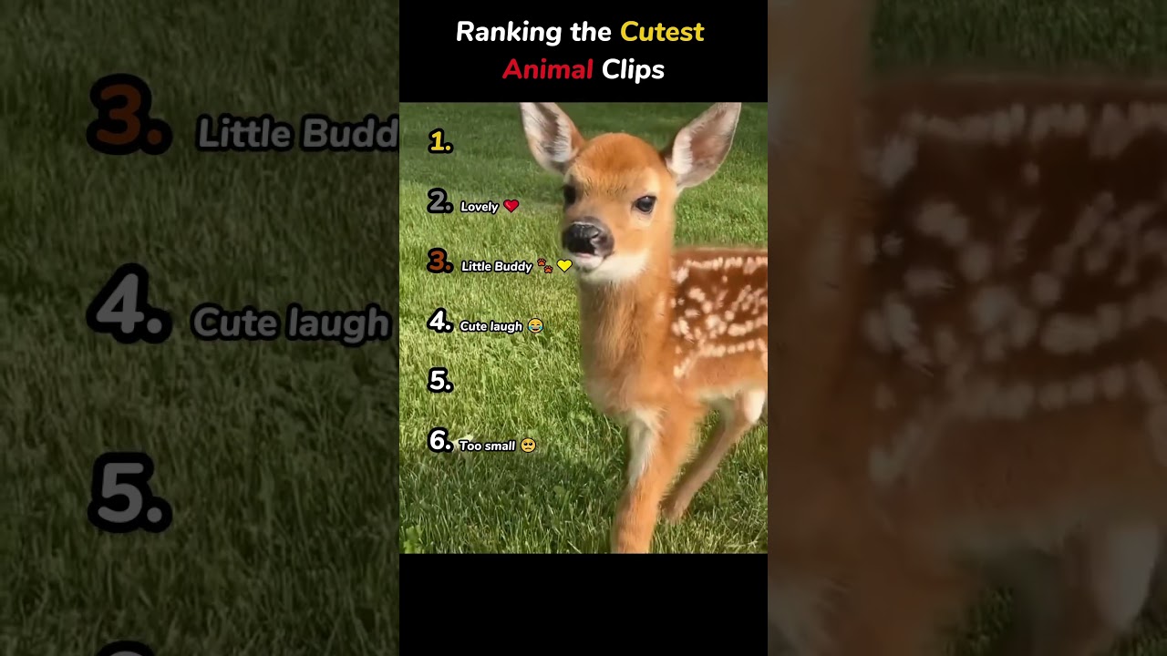 Ranking The Cutest Animal Clips 🥰🥰
