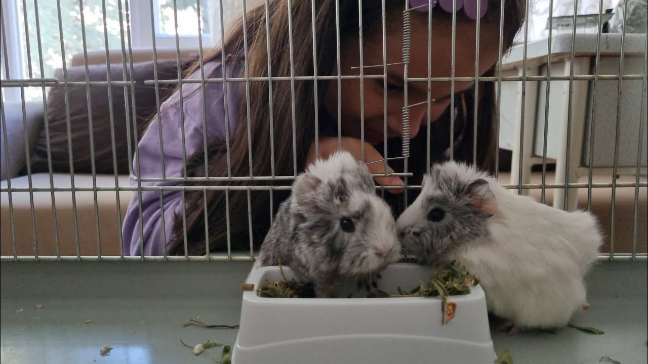 🐹 İki Tane Ginepig Aldık! Yuva Yapıyoruz ve Onları Besliyoruz! 🏠
