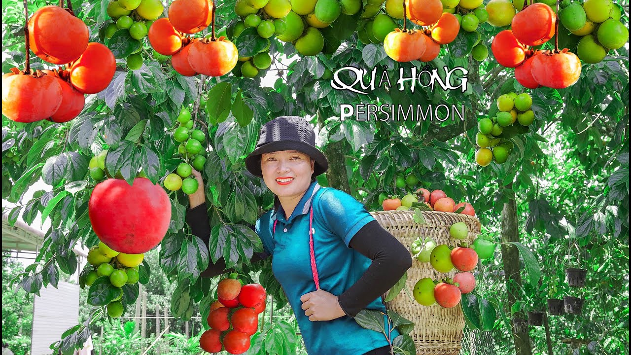 Lucia Harvesting Crispy Pink to the market sell ! Lucia's daily life