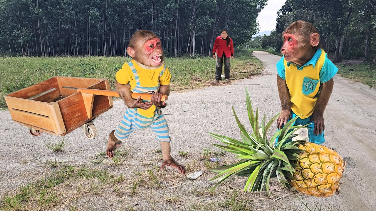 UNBELIEVABLE so smart😱 Monkey Su excited secretly did special surprise