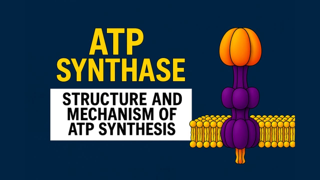 ATP SYNTHASE: Molecular Structure and The Binding-Change Mechanism of ATP Synthesis
