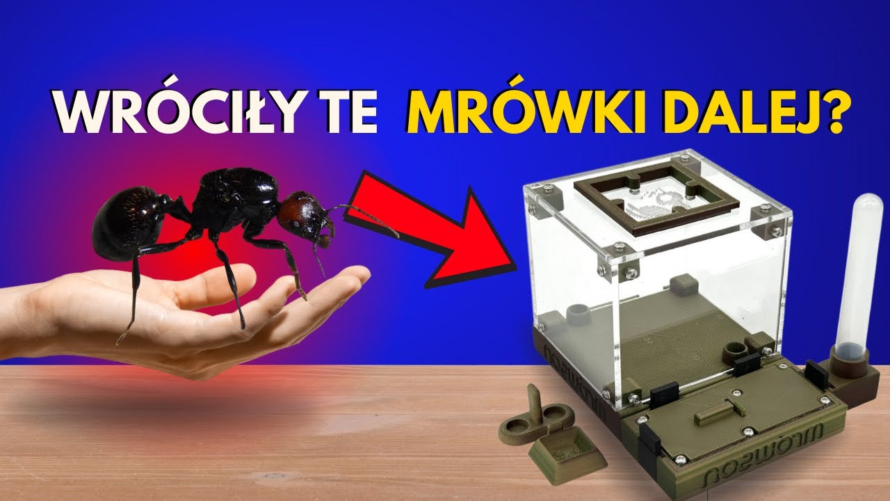 Pierwsze kroki z mrówkami Mesor barbarus – poradnik dla początkujących!