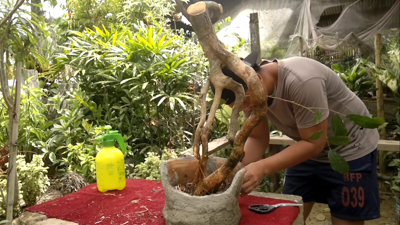 how to:make Philippine native bonsai tree(endangered) paano gumawa nang native bonsai tree.