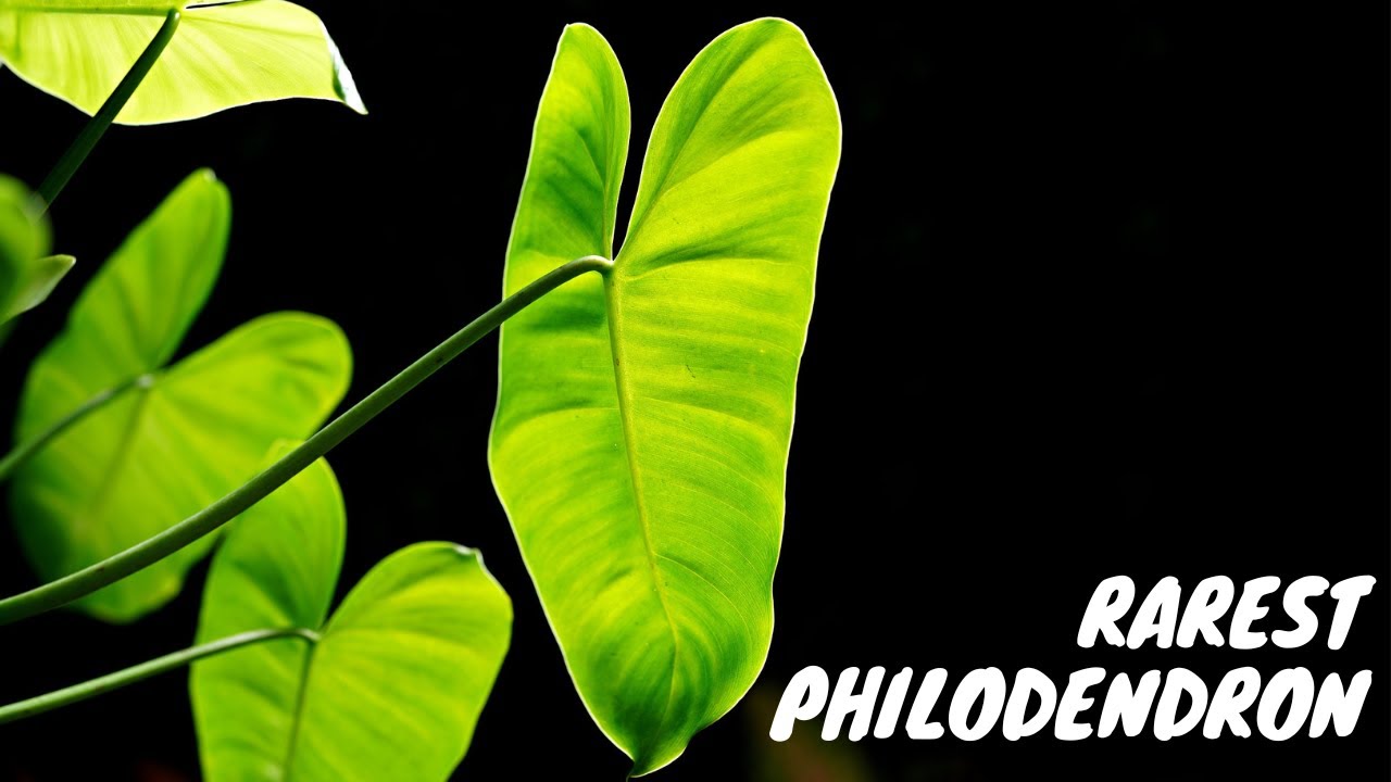 Top 10 RAREST Philodendron 2025 | Rare Houseplant List