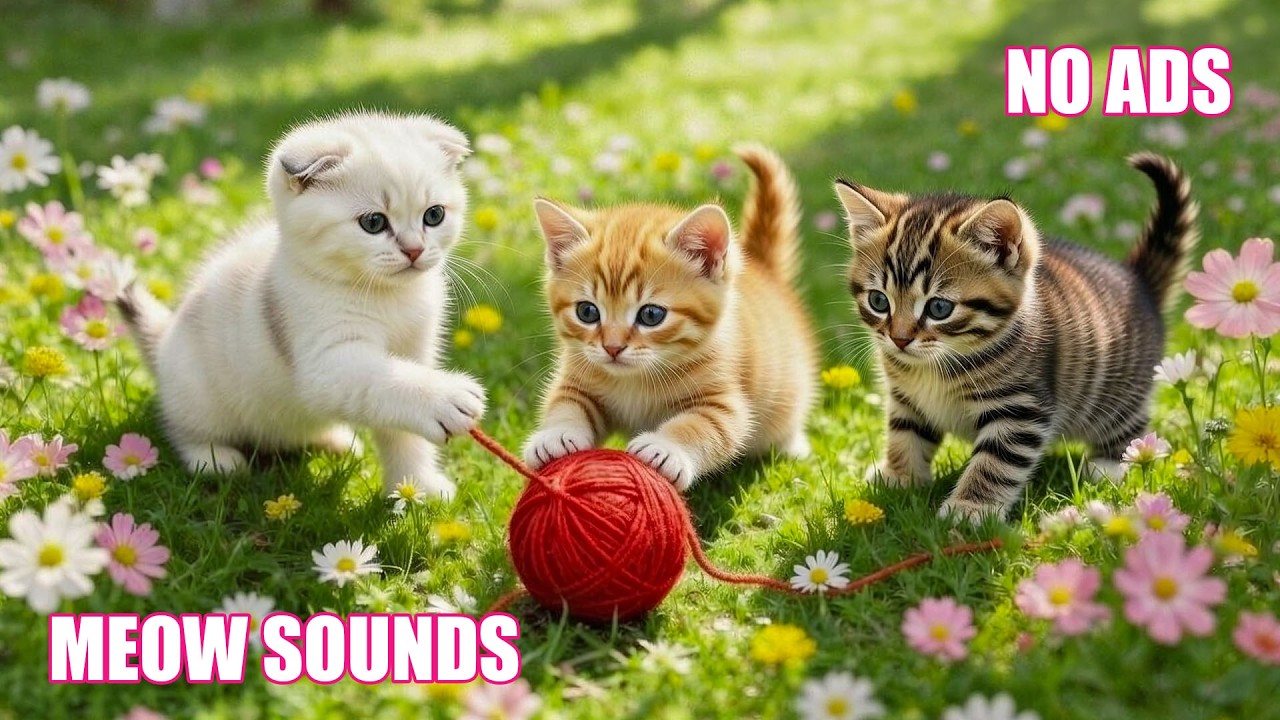 12 Hours Calming Music for Cats 😴 Deep Relaxation Music, Stress Relief, Calm Cats 🌿 No Ads