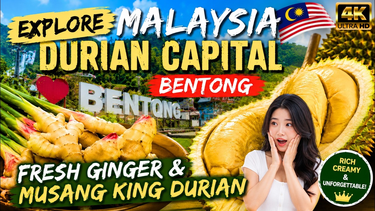 Explore Malaysia Durian Capital Bentong For Fresh Ginger & Musang King Durian 到马来西亚榴莲之都文冬找新鲜姜和猫山王榴莲