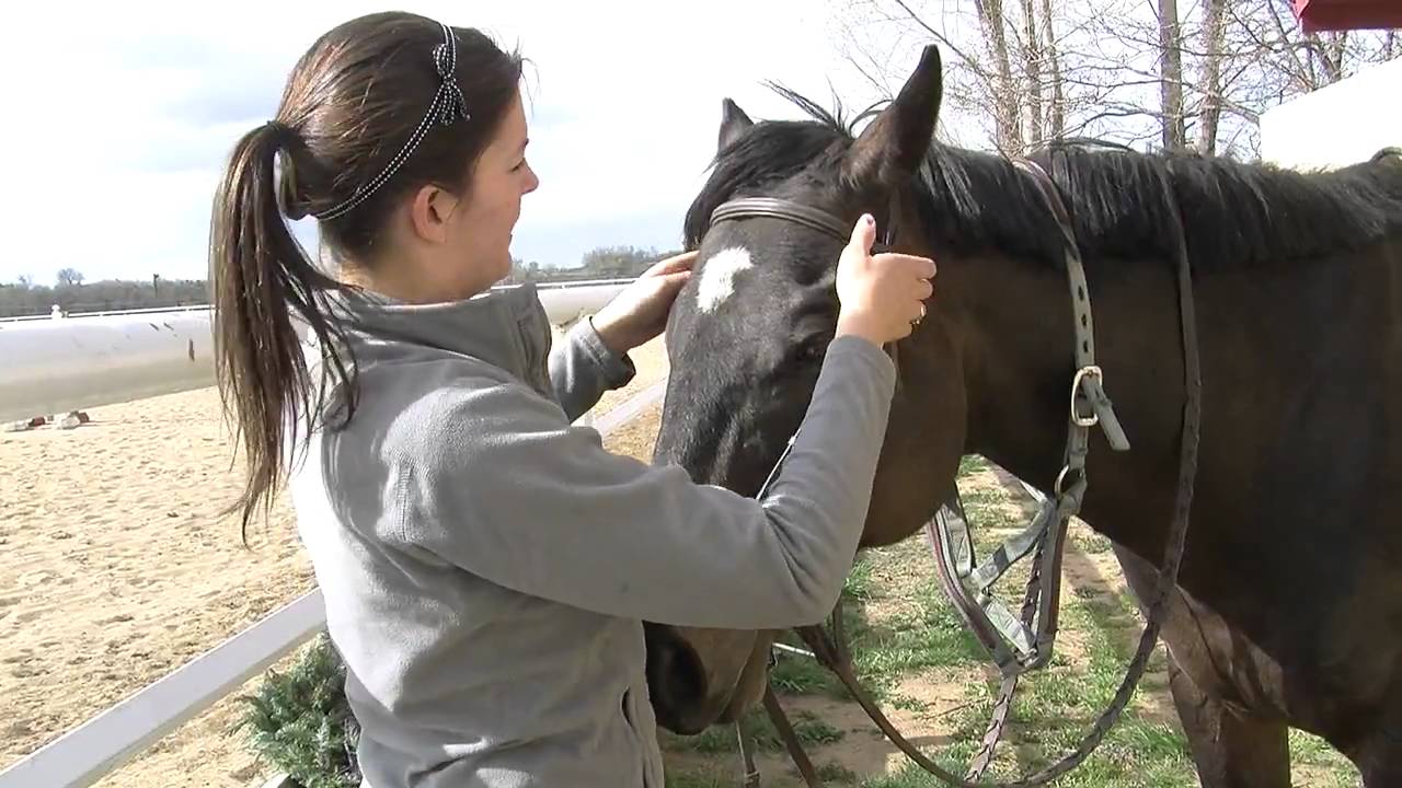 How to Bridle a Horse