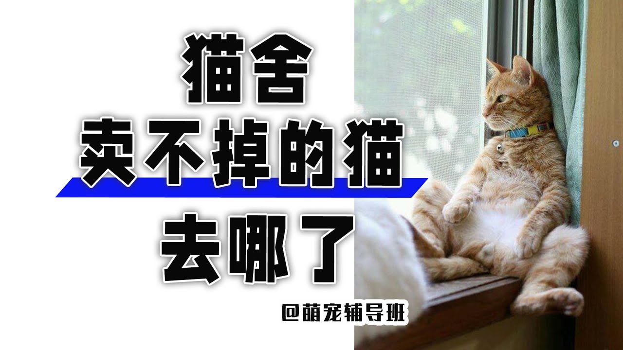 正规猫舍没卖出去的猫，最后都去了哪里？