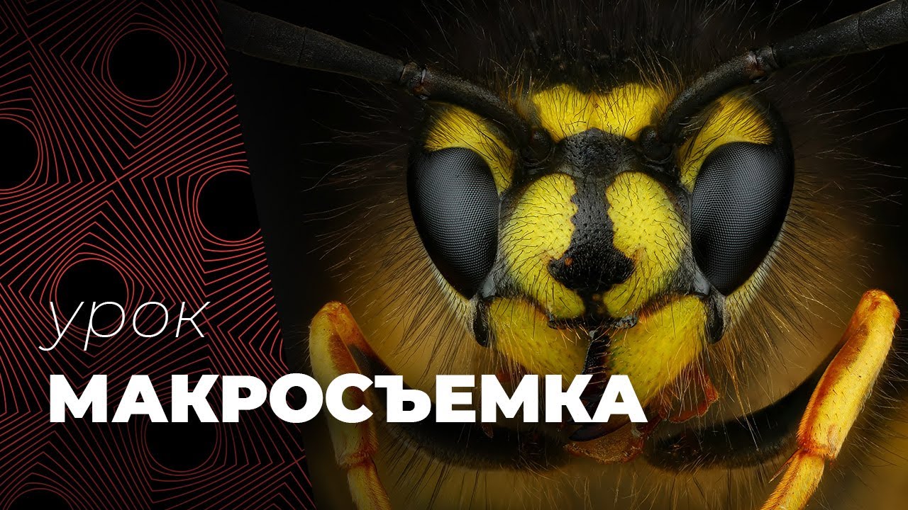 МАКРОСЪЕМКА🦋📷. Советы фотографам.