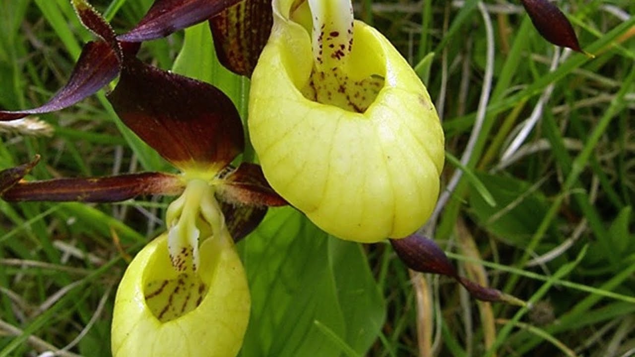 Orquídea Sapatinho ou queixuda (Paphiopedilum) Plantar em Casa
