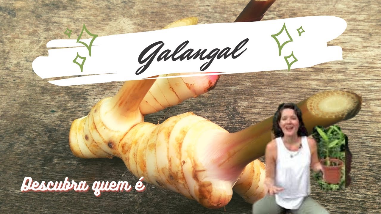 Galangal, o gengibre-tailandês