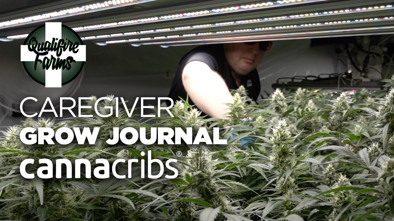 Cannabis Caregiver IPM - Qualifire Farms Caregiver Grow Journal - Canna Cribs