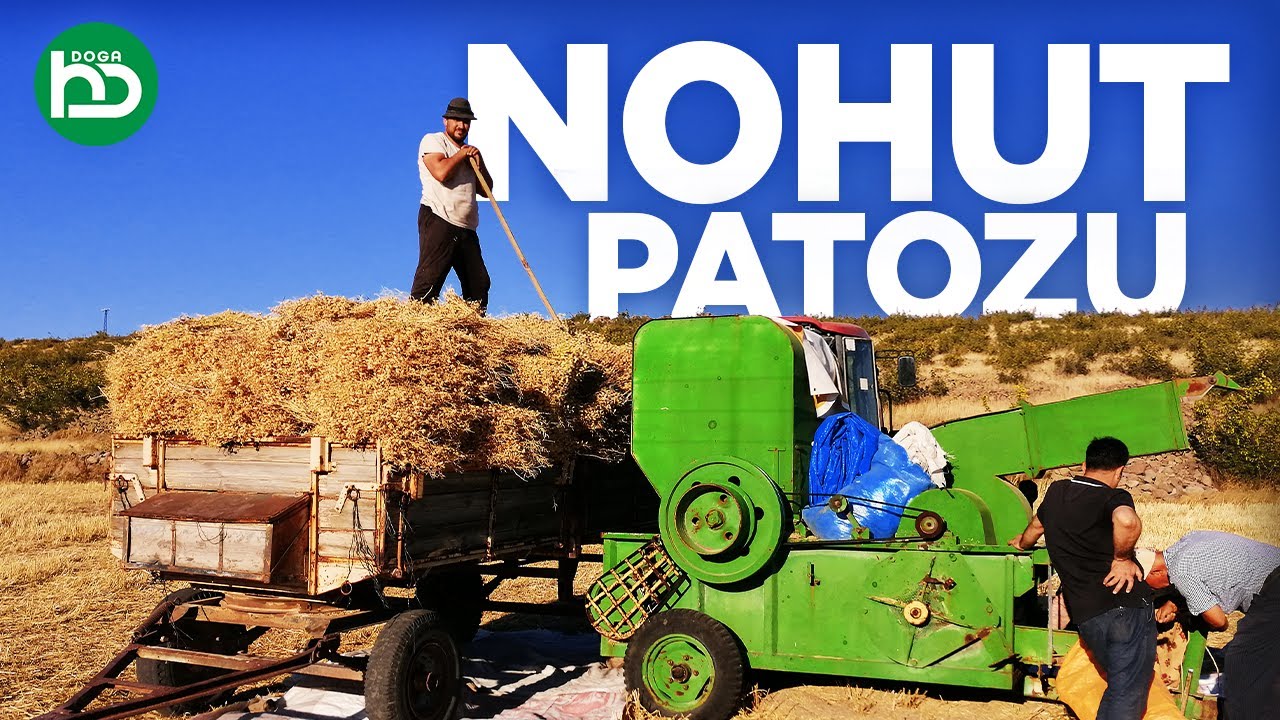 Nohut Patozu , Nohut Harmanı Nasıl Yapılır (tarım/1)