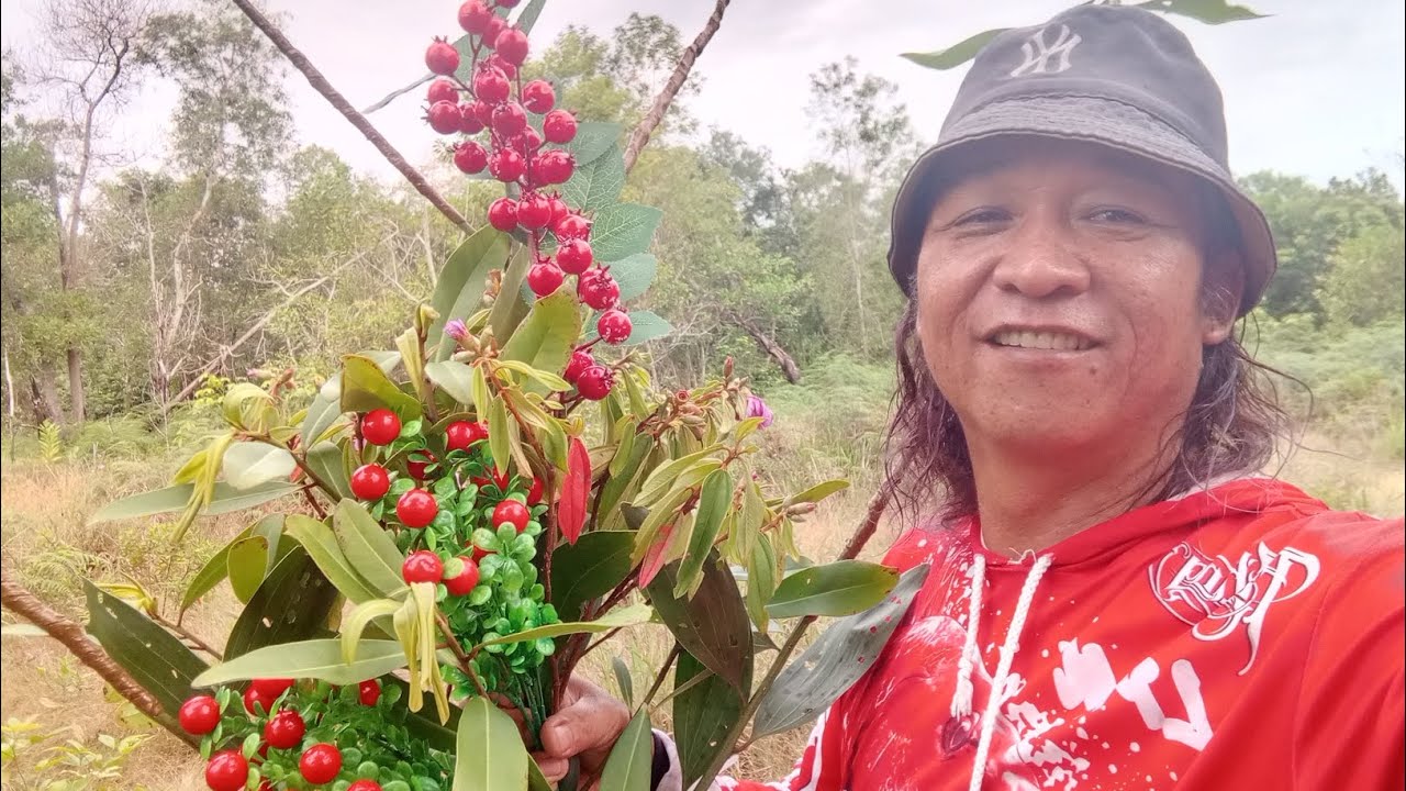 Cara mikat yang ampuh, serindit spot keras tumpas tompinai.