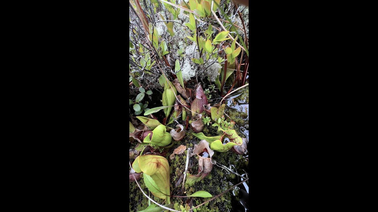 East Coast - An Ecosystem In A Pitcher