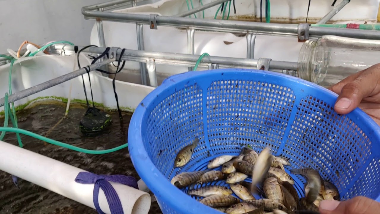Biofloc culture tank-2 | তেলাপিয়া মাছের পোনা ছাড়া হচ্ছে ১০-০৬-১৯
