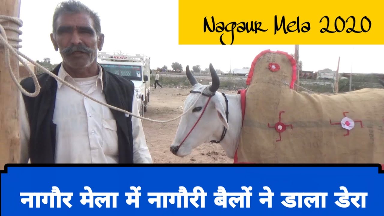खुबसूरत नागोरी बेलों ने डाला डेरा नागौर मेले में!!Ox market nagour!! नागौर मेला 2020!!