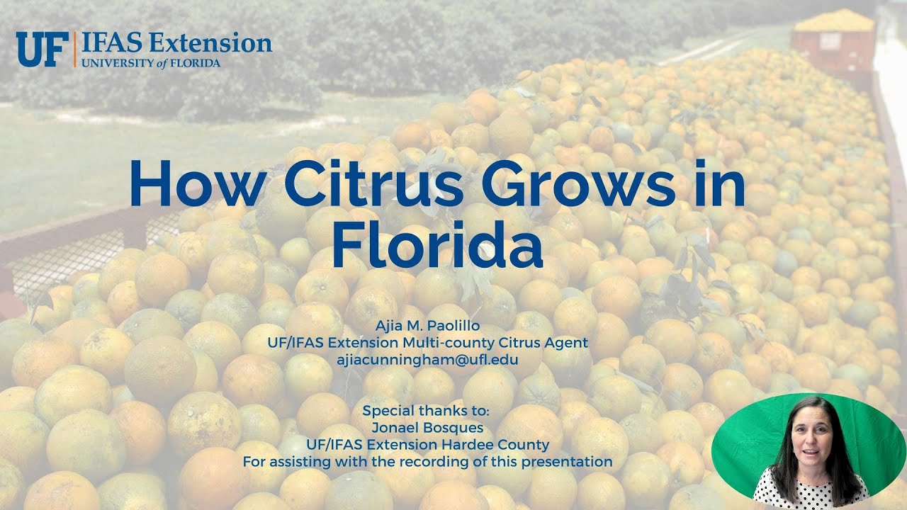 How Citrus Grows in Florida