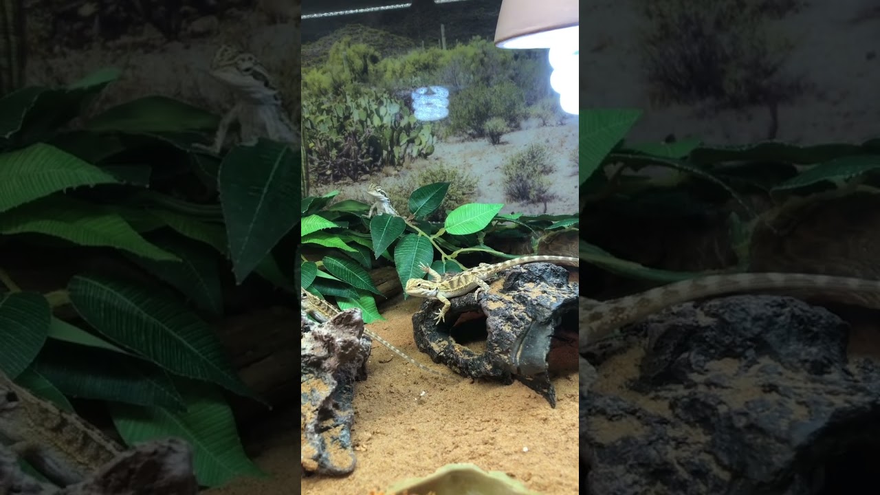 Pogona Vitticeps !!