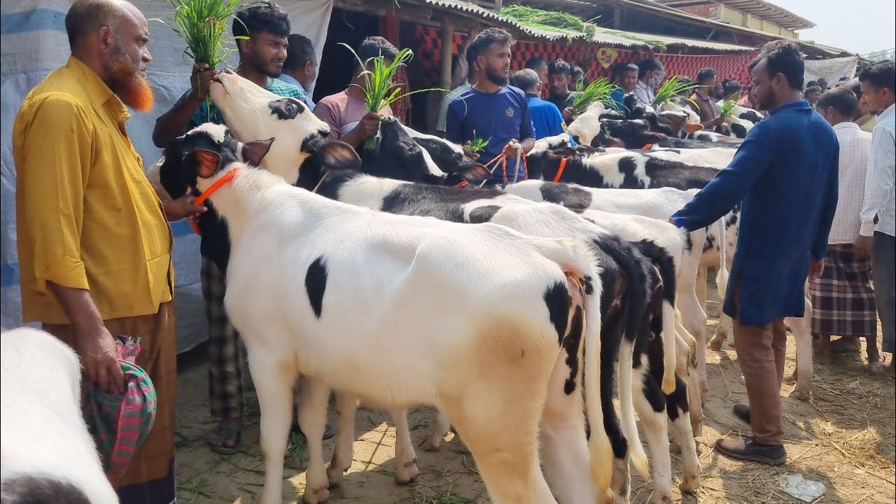 @আজ ২৩ ফেব্রুয়ারী ২৬ | ফ্রিজিয়ান বকনা বাছুর গরুর দাম | রানীগঞ্জ হাট | দিনাজপুর 
