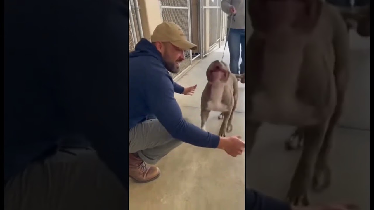 Stolen pit bull returned to the host #rescue #save #animals #dog