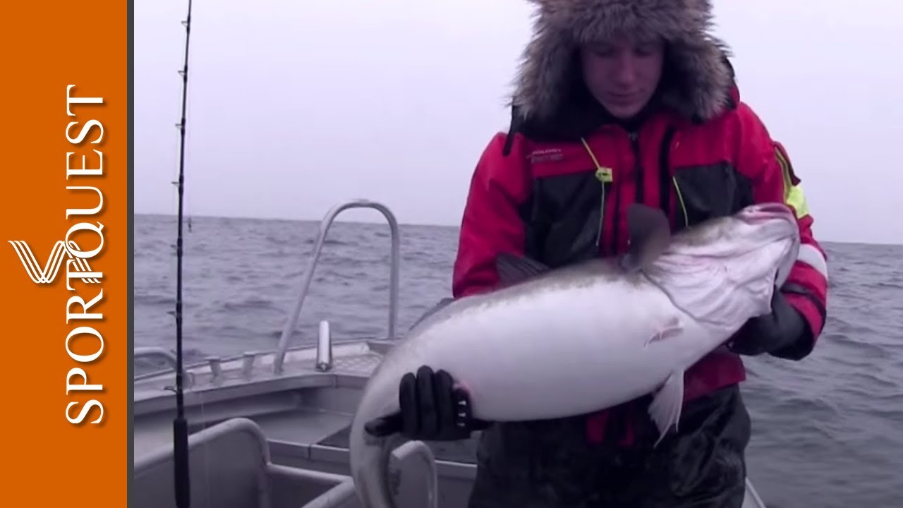 World Record Skrei Cod Fishing Soroya Norway 🎣