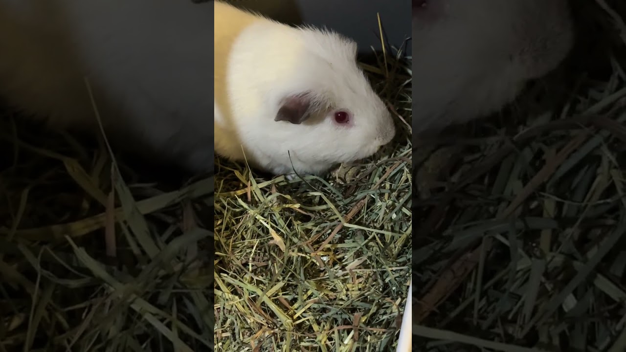 “Let’s unbox  my guinea pigs’ Christmas piggy box together…”	 @smallpetselect 