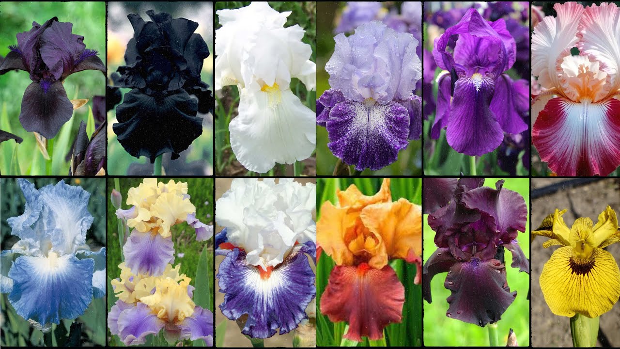 IRIS FLOWER Varieties - Plants Weekly