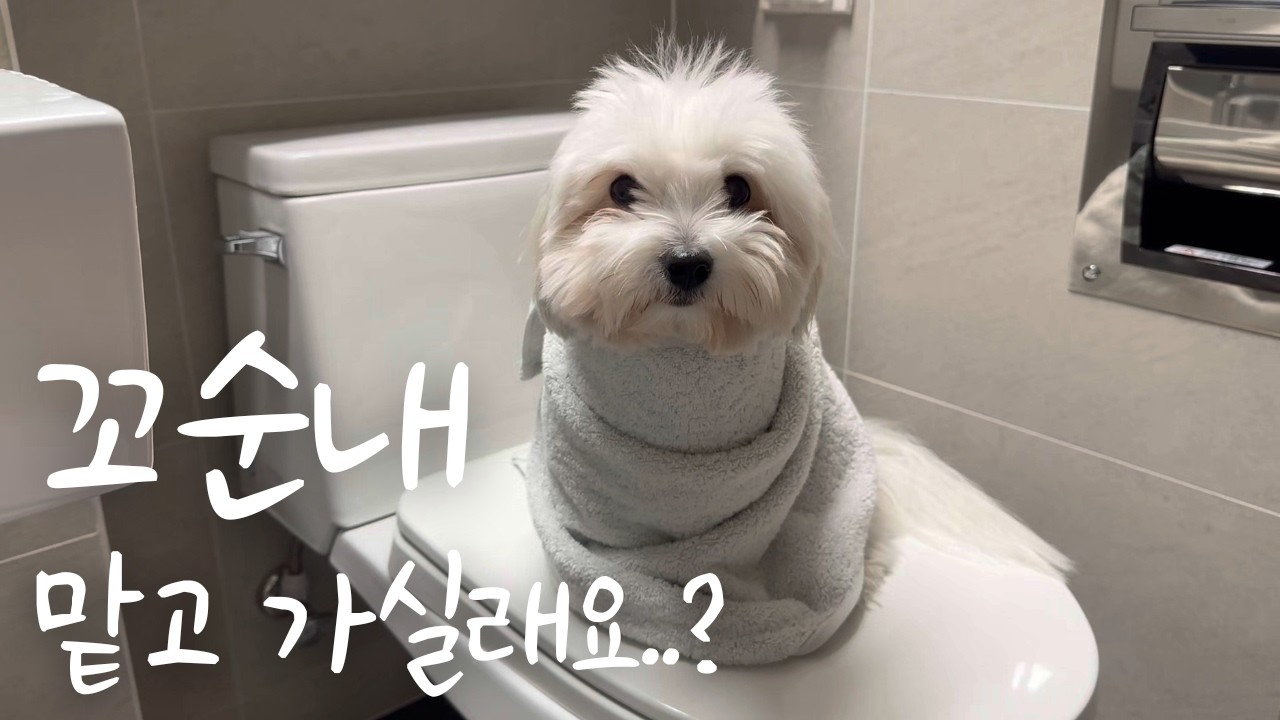꼬순내 가득 일상ㅣ꽃순ㅣ꼬똥 드 툴레아