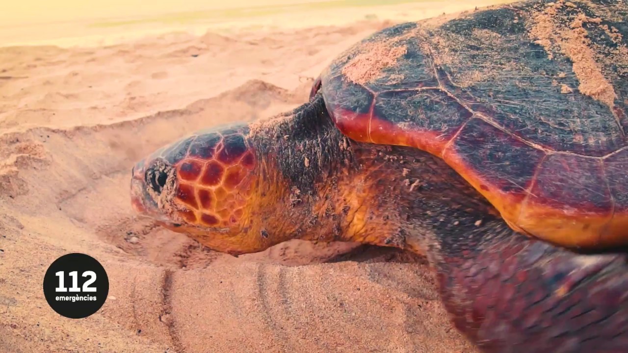 Caretta a la Vista: la tortuga boba