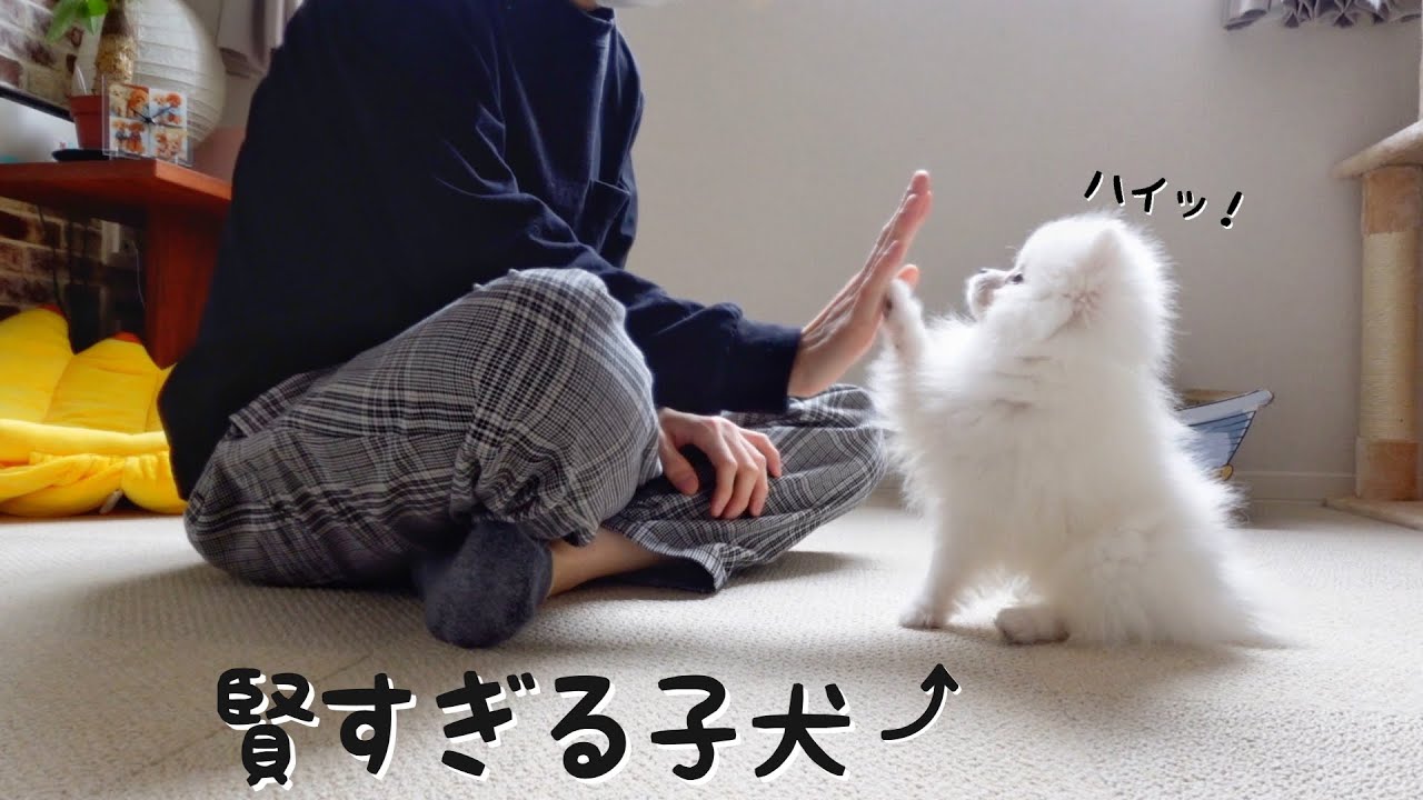 子犬にハウスと指示すると返事をしてケージに戻る天才ポメラニアン