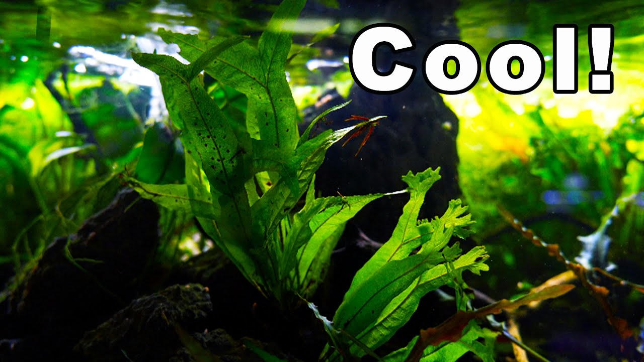 Java Ferns You Have NEVER Heard Of ?? What The Heck!!🌱🤩🌿