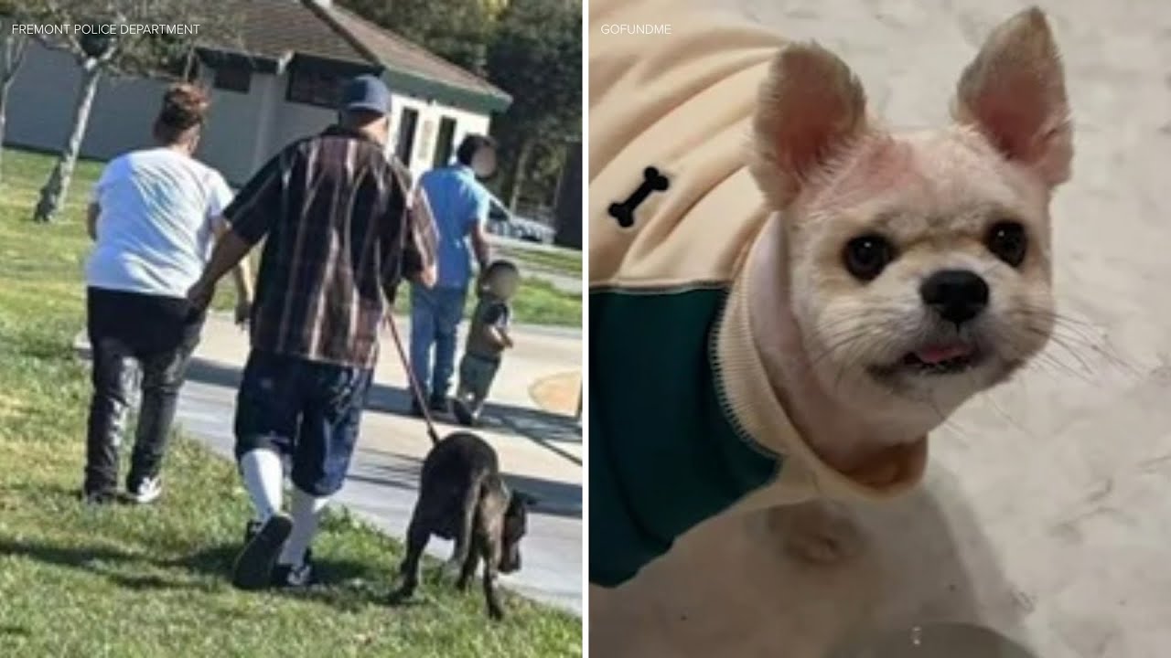 Police looking for dog and owner after deadly attack at Bay Area park