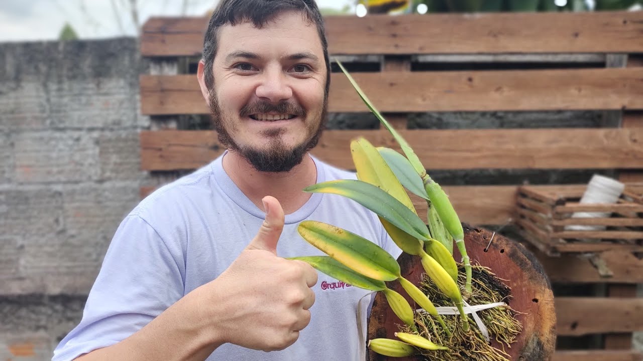COMO PLANTAR ORQUÍDEA NA BOLACHA DE MADEIRA?