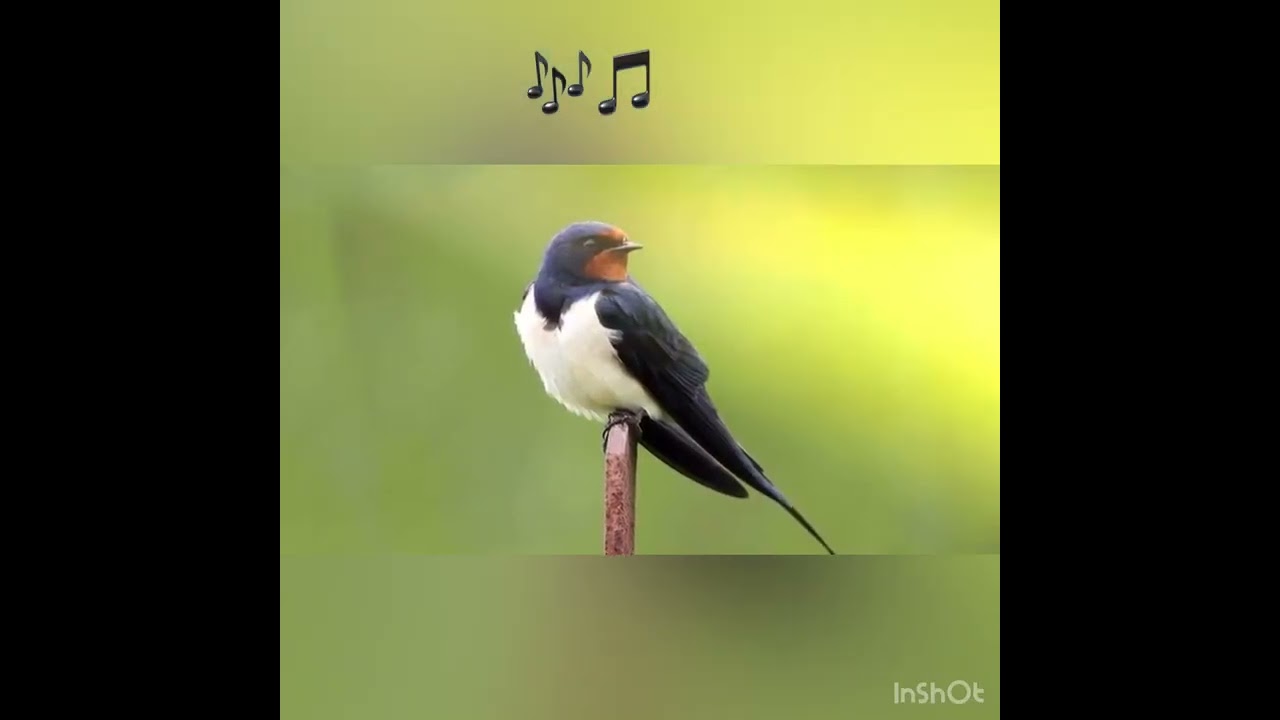 Інтегроване заняття:Ознайомлення з природним довкіллям+малювання (нетрадиційне) «Дивовижні ластівки»