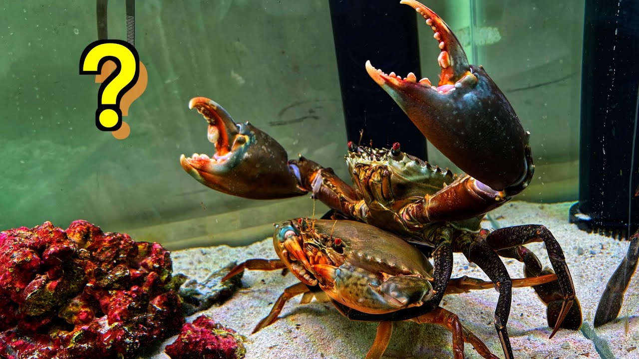 控制欲超强的大青蟹｜水族｜水族箱｜螃蟹｜青蟹｜锯缘青蟹｜动物｜宠物｜海鲜｜养殖｜海洋生物｜自然｜