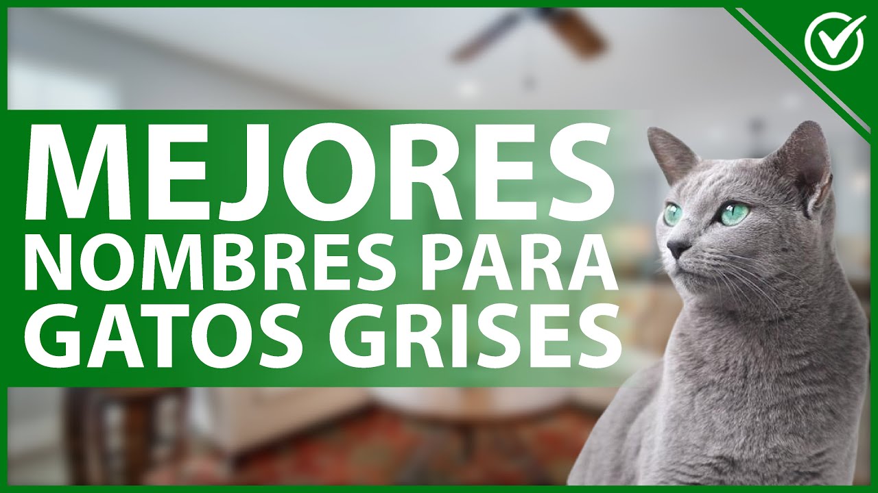 🐈 &iquest;Cu&aacute;les son los Mejores Nombres para Gatos Grises? - Hembras y Machos - Originales ✔️🐈