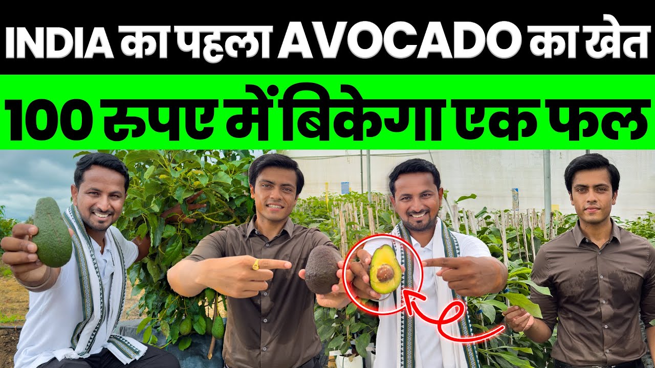 Foreign के तकनीक से की Avocado Farming😱💯कमाई देख कर हैरान हो जायेंगे💰😲Indian Farmer