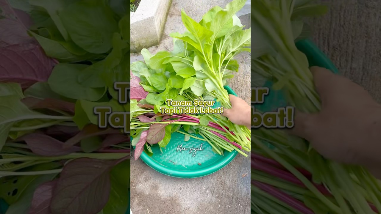 Pupuk asam amino untuk sayuran #berkebun #tipsberkebun #menanam #menanamsayuran #asamamino