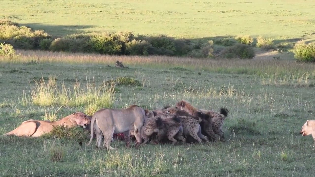 Lions vs Spotted Hyena