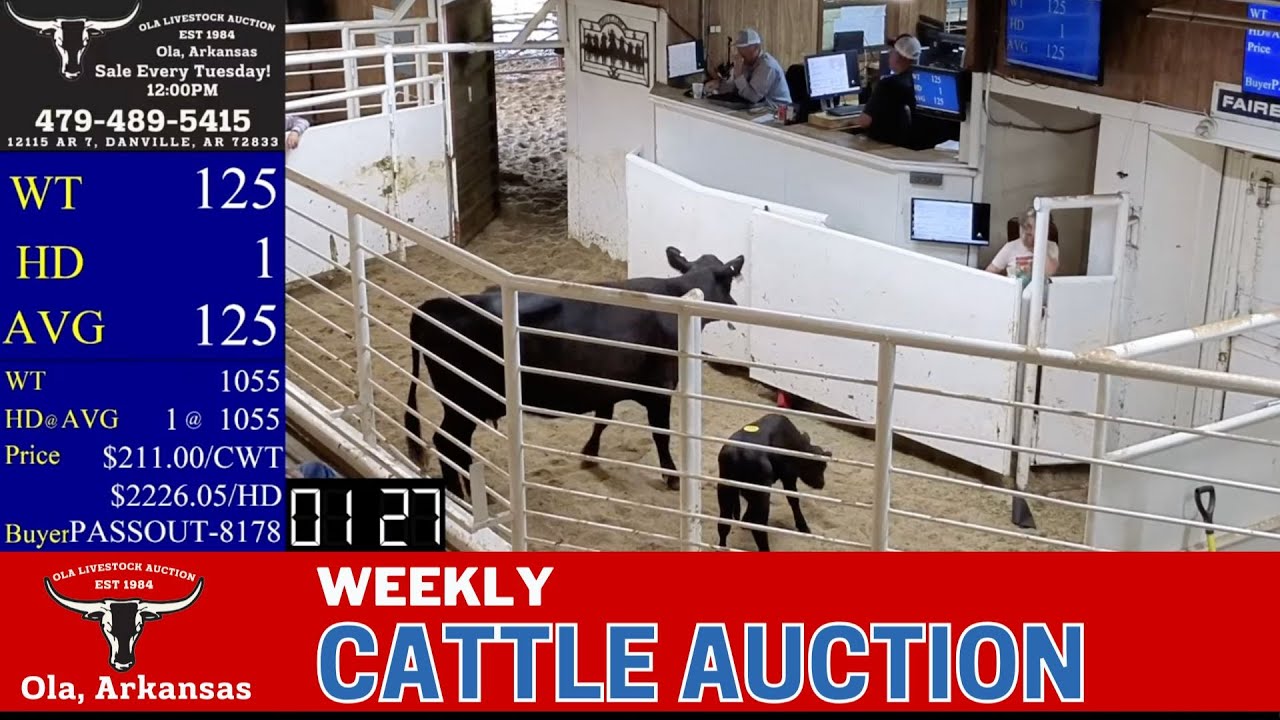 7/1/2025 - Cattle Auction - Ola Livestock Auction