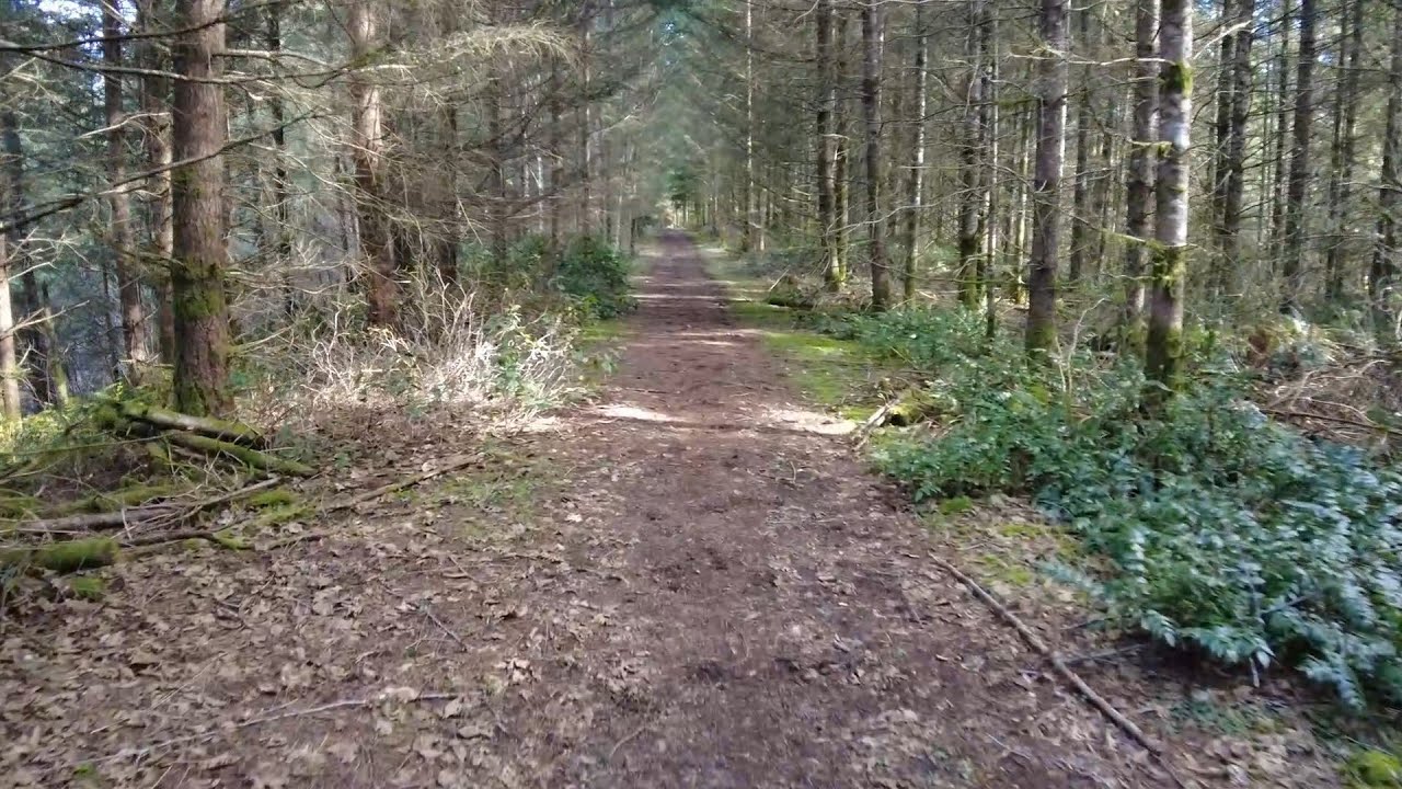 Scatter Creek, 12.3 Miles, 19.7 Kilometers | Virtual Trail Running | Treadmill Scenery