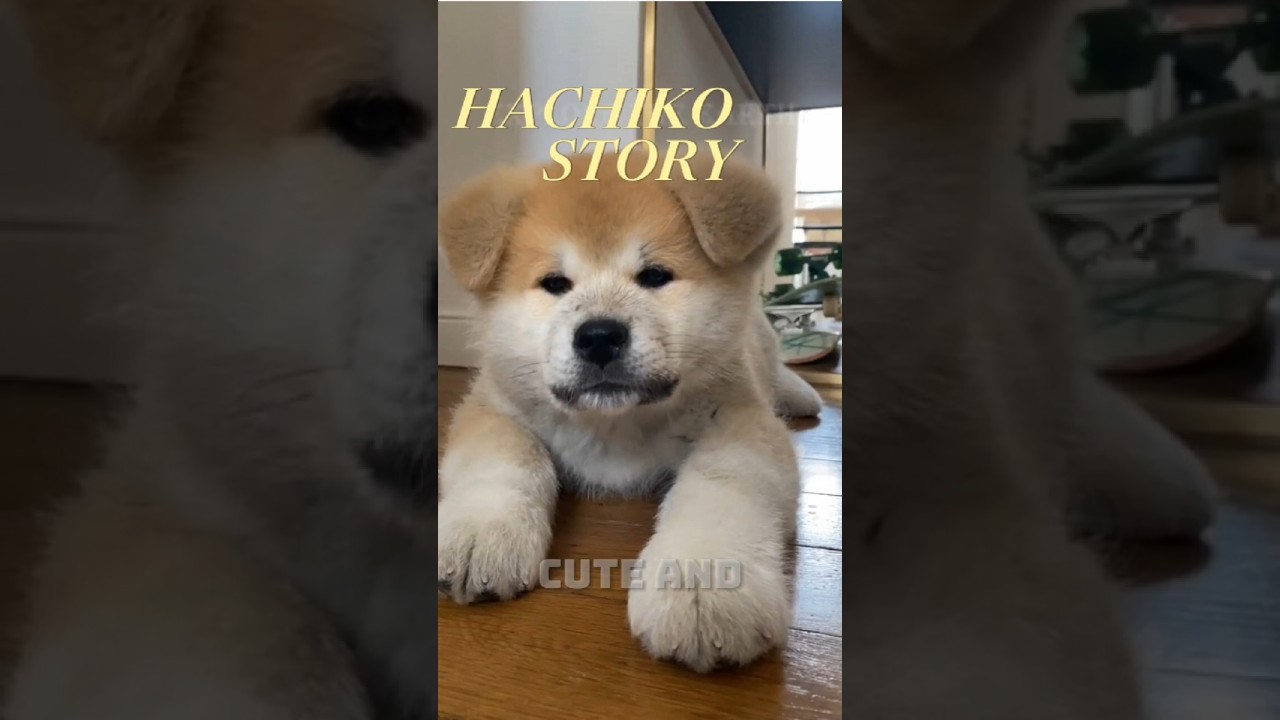 Loyal Until Death: The Heart-Touching Story of the Akita Inu That Moved the World 🌏 
