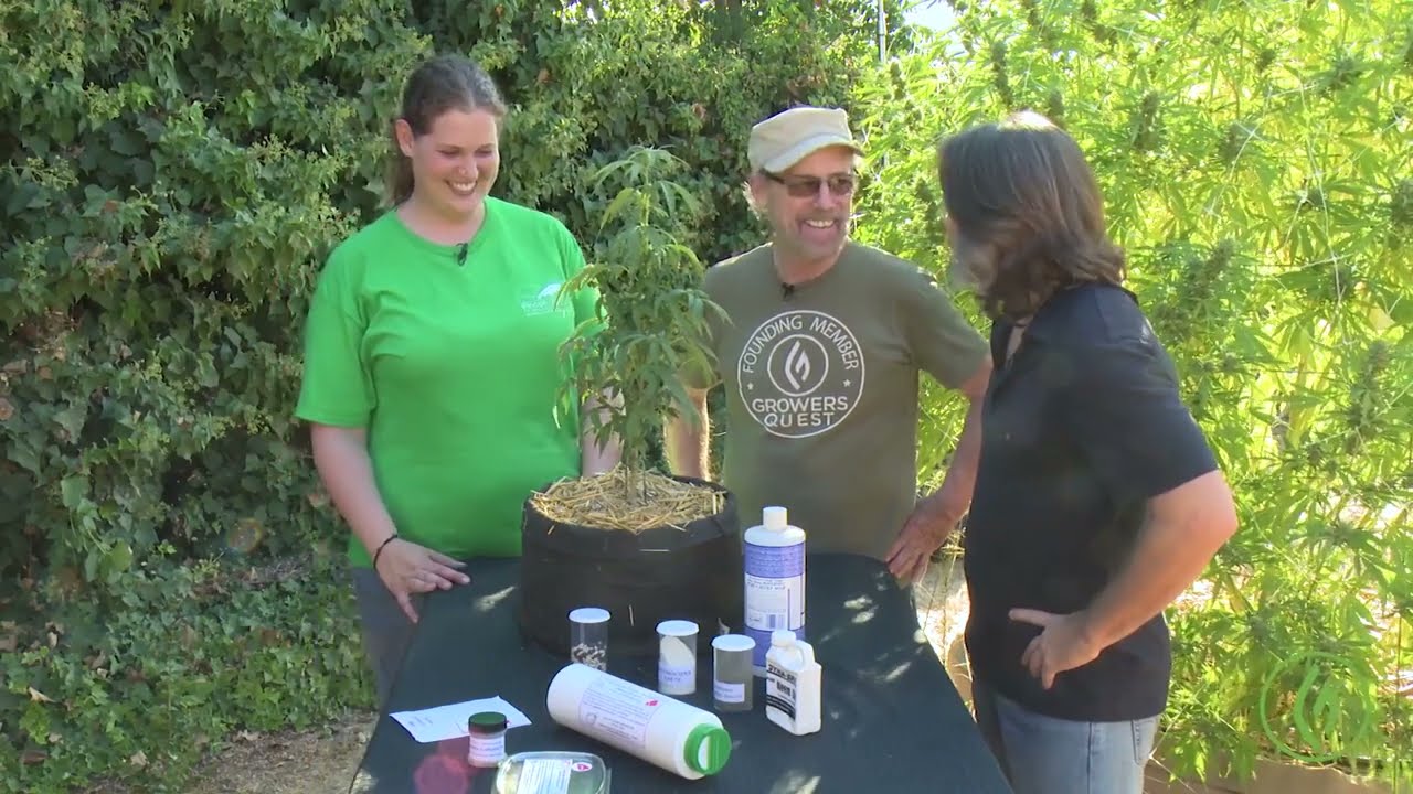 Preventing Mites [Spider, Broad & Russet] on Your Cannabis Plants: Mel Frank / Kyra Rude / Ganjier