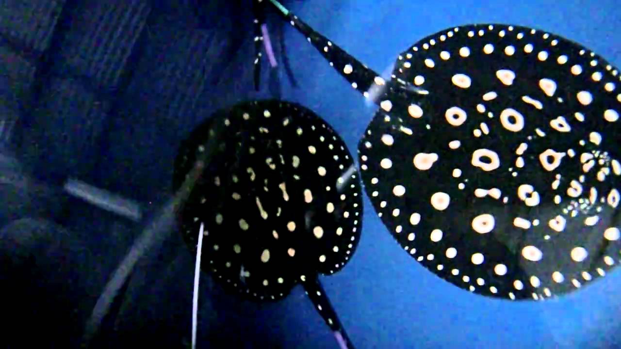 Black Diamond Stock November 2010