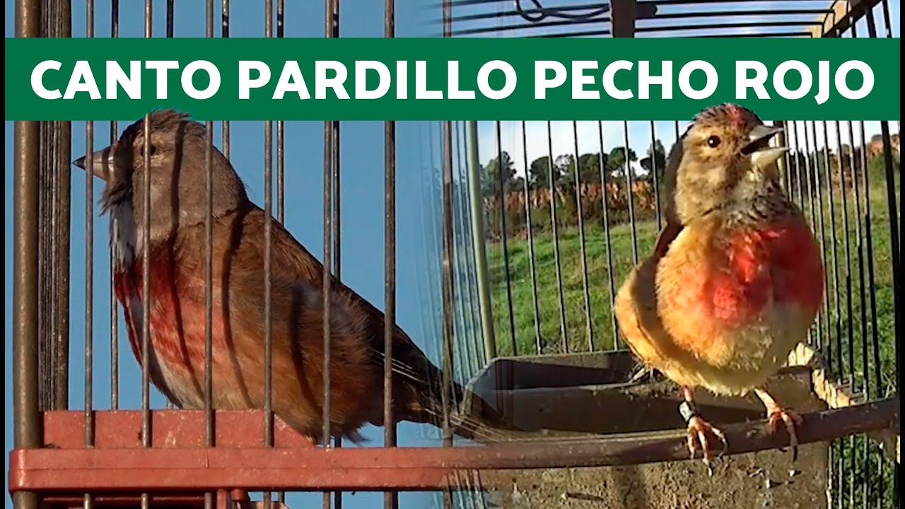 RECOPILACION de CANTO de PARDILLO Sonido LIMPIO 🔉 (20Minutos)